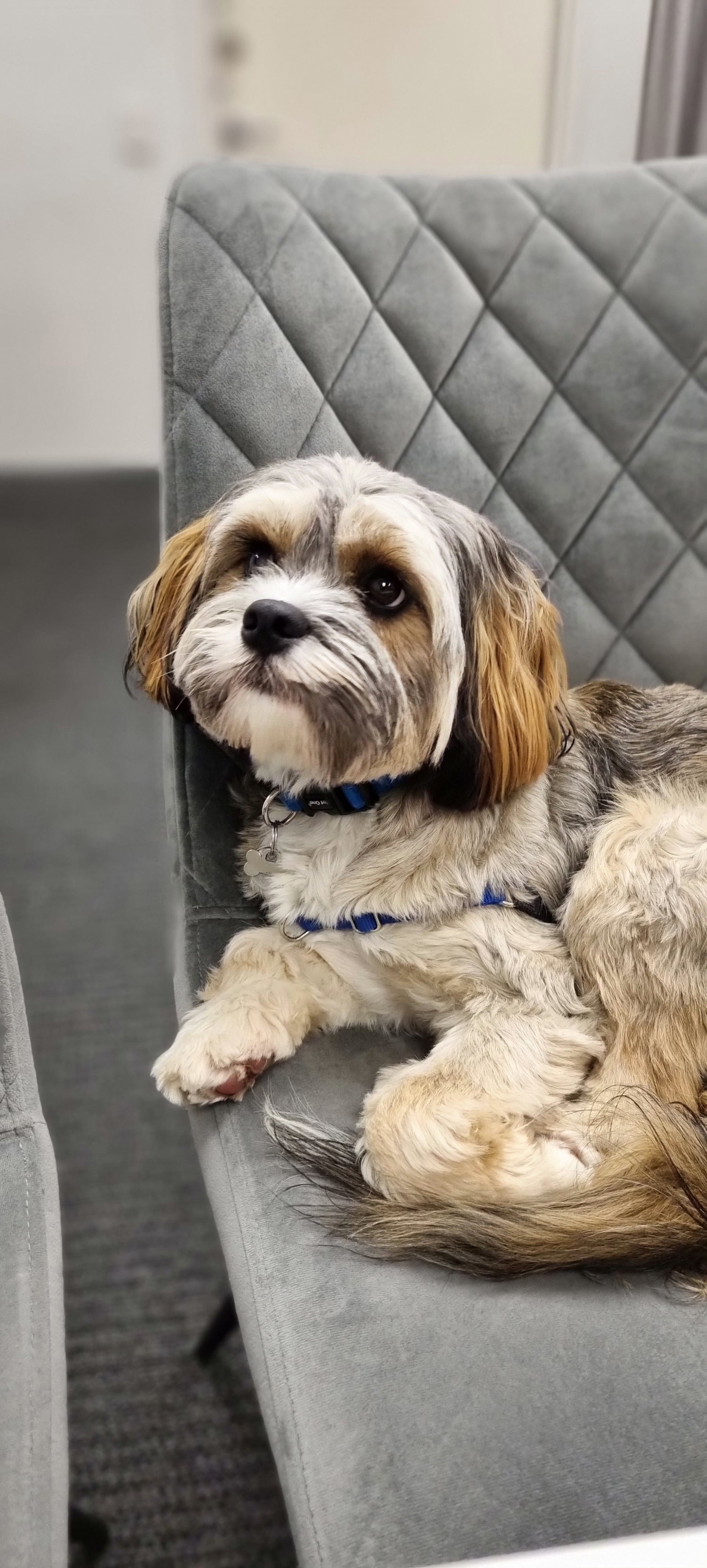 Dog named Harvey relaxing on a seat