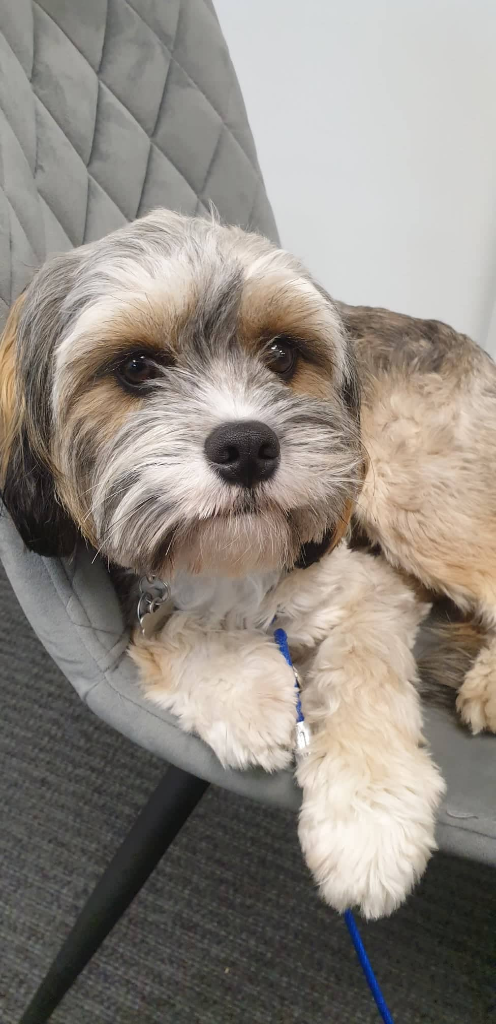 Dog named Harvey laying on a seat