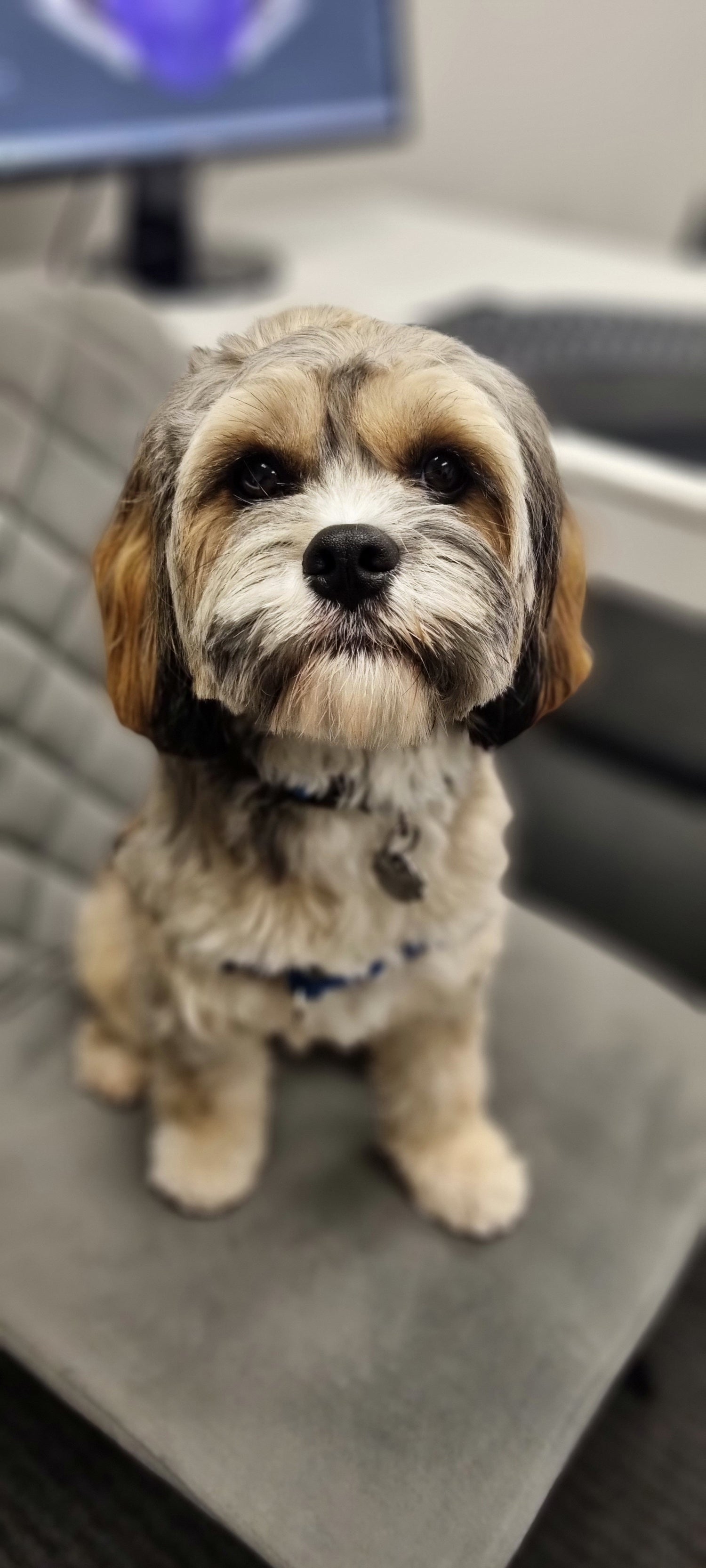 Dog named Harvey sitting on a seat looking start ahead