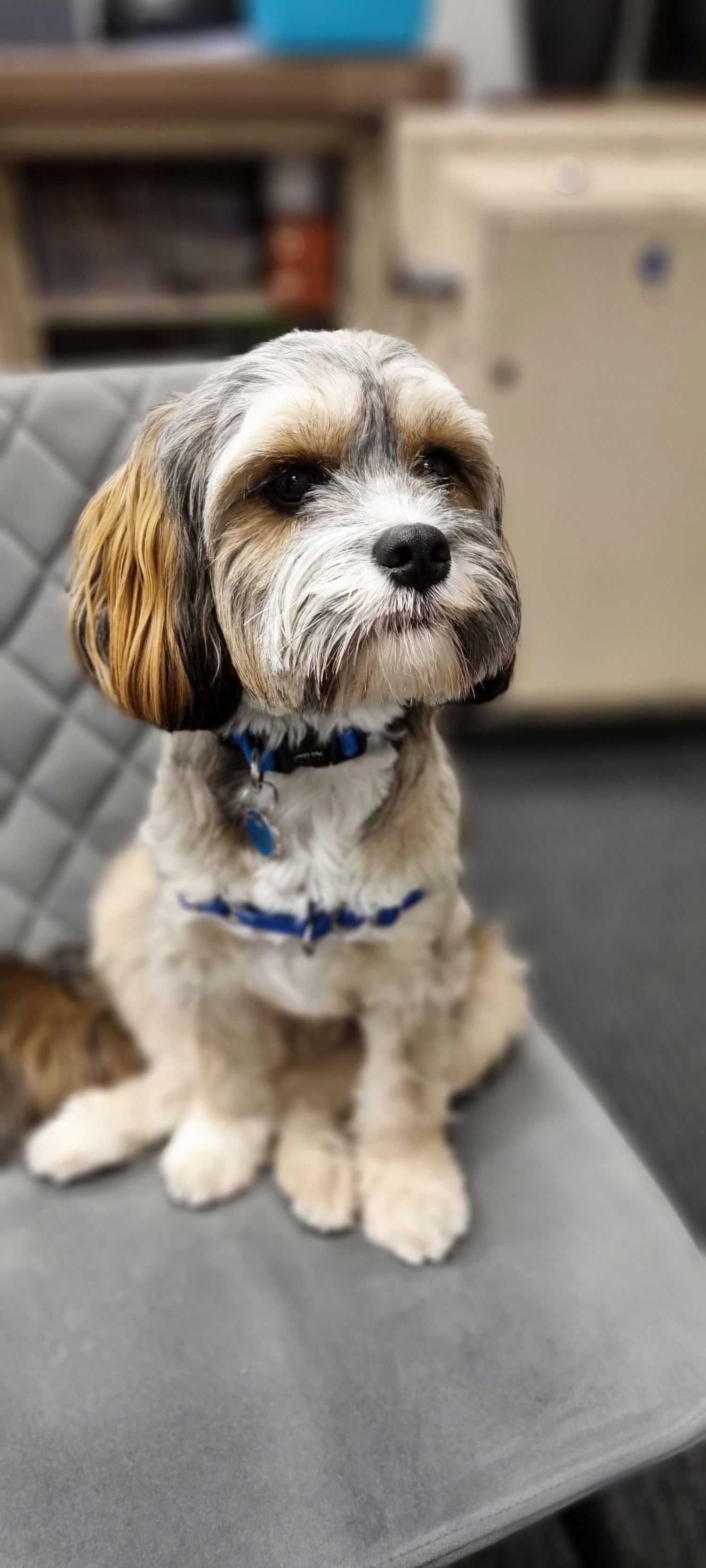 Dog named Harvey sitting on a seat